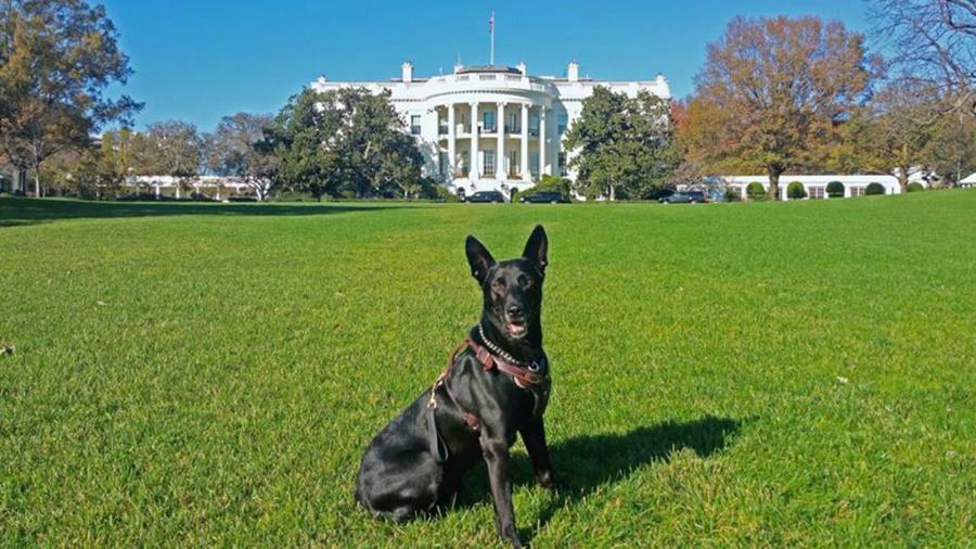 White House Dog