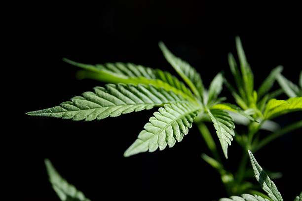 Hemp Protein Market - 2018-2026