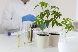 Cannabis Testing Market