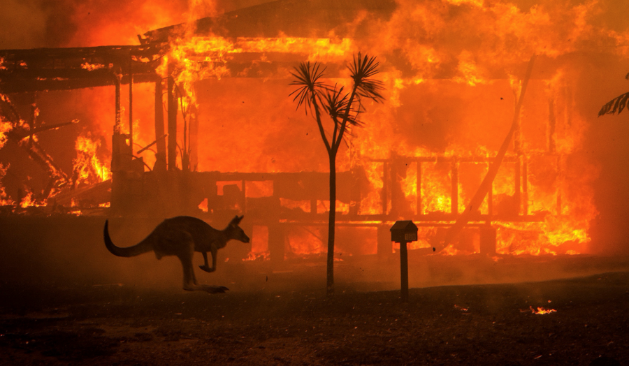 Kangaroo amidst the ongoing Australian wildfires