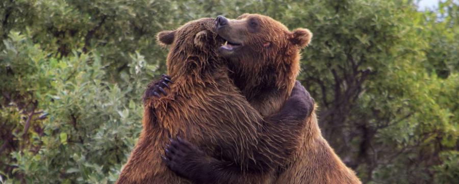 Bear Protection Act