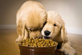 Natural Dog Food