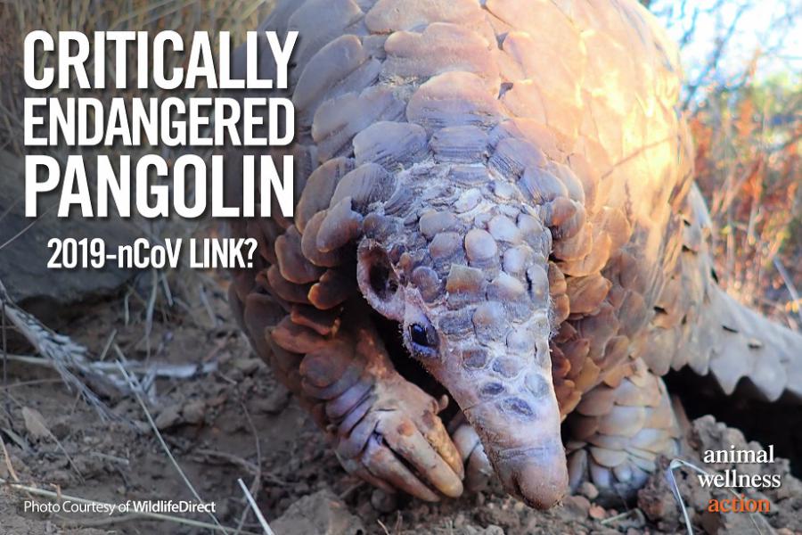 Pangolin