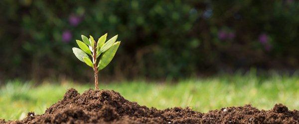 Biotechnology Crop Seeds Market 2019