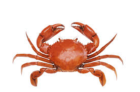Global Chitosan Market