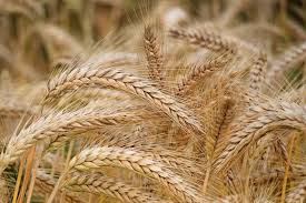 Global Wheat Market