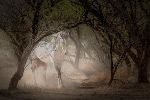 "Unicorn", an Arizona wild stallion, by photographer Maria Marriott