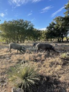 Iberico pigs grazing on dry pasture surrounded by oak trees in the Texas Hill Country.