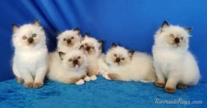 Riverside Rags_Ragdoll kittens sitting together on a blue blanket.