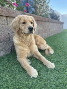 multigen Goldendoodle