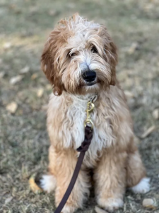 hypoallergenic Goldendoodles
