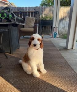 therapy dog for autism