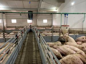 TOTTALY PROTECTED PIG FARM FROM ASF; Total capacity of 700 sows and 20.000 growers. It is one of the highest-quality farms in this part of Europe. It has the status of „nucleus“ farm.