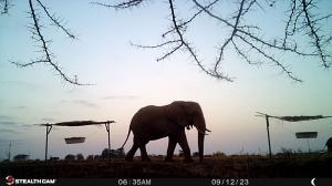 Stealthcam photo of an elephant approaching a bee fence in Africa, highlighting this nature-based solution that uses honey bees to prevent crop loss and protect wildlife.