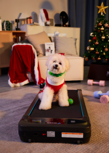 Accompany You and Your Little Pet