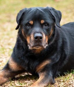 Picture of Bort - one of the oldest living male rottweilers living in North America
