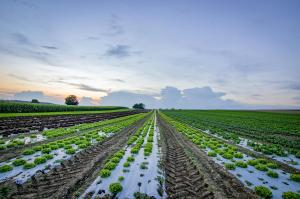 A wide agricultural field at sunrise showing rows of young crops and exposed soil, highlighting soil health in U.S. farming.
