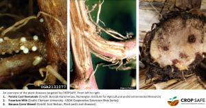 Examples of plant diseases targeted by CROPSAFE