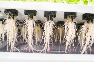 Fresh Aeroponic Roots in the Nursery-6 Turnkey System