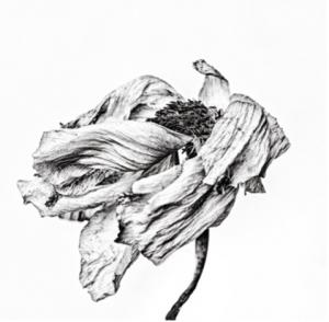 Takamitsu Sakamoto, “The End That Becomes a Beginning” from “Flower” Exhibition (Photo credit: Takamitsu Sakamoto ©2025, Courtesy of MvVO ART)