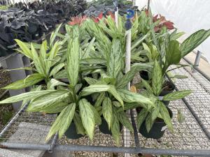 Aglaonema Queen Chinese Evergreen, a low-light indoor plant known for its soothing variegated foliage and air-supportive qualities, featured in Everglades Farm’s 2025 wellness collection.