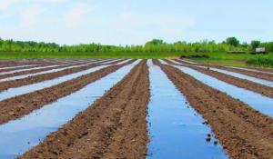 biodegradable Mulch Films