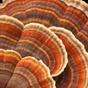 FMC Turkey Tail