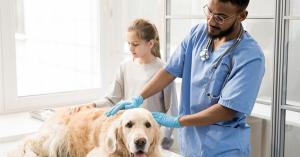 A male veterinarian examining a golden retriever, while its young female owner stands to the side soothing the dog.