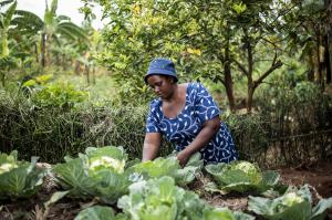Image shows a woman farmer from Rwanda tending to crops in her kitchen garden.