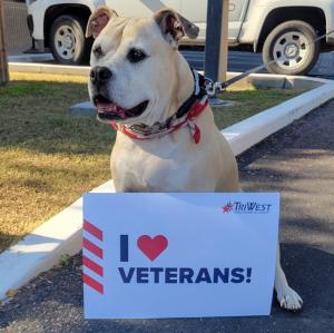 Duke the Staffordshire Bull Terrier loves Veterans!