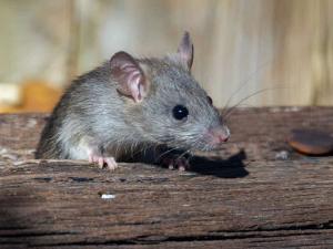 Rat Control in New Jersey