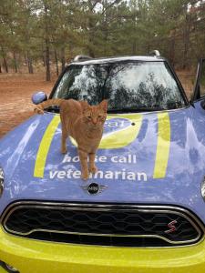 A photo of Dr. Kristan Riley's car, with a cat-client that she's visiting walking on the Heal House Call Veterinarian logo.