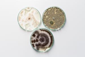 Agricultural Microbial Market by Microbe Type