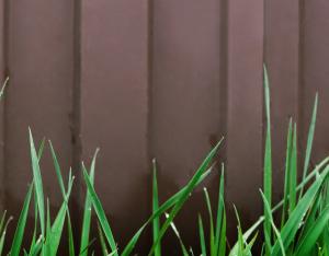 Grass growing next to a fence.