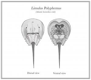 Limulus Polyphemus (Atlantic horseshoe crab)