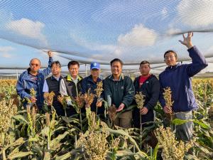 Researchers and indigenous local farmers jointly harvesting sorghum in a field and performing on-site environmental and carbon monitoring.