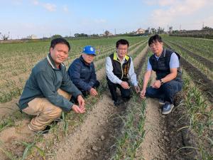Close-up view of garlic and shallot farmland used historically in Syuejia, now transitioning to sorghum rotation for better soil carbon sequestration.
