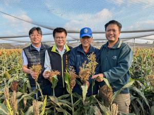 A field of tall, ripe sorghum plants representing a productive harvest season under sustainable farming management.