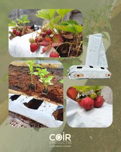 Growbags for tomatoes