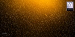 2025 Amateur Photographer of the Year - Flock of Gold by Alex Pansier