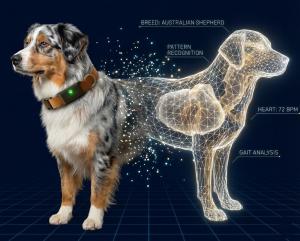 Wireframe digital twin of an Australian Shepherd showing real-time biometric data points like heart rate and gait analysis generated by the PawPulse collar.