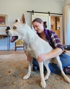 For decoration purposes, this is an image of a white dog sitting on Dr. Wilson's lap.