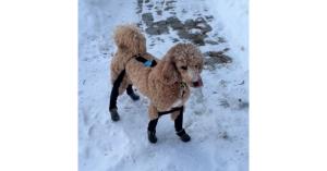 dog winter boots with suspenders