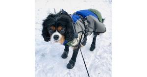 snow leggings for dogs
