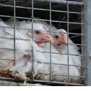 Chickens caged on a truck parked outside a slaughterhouse in Stockton, California