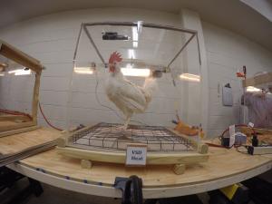 A chicken is confined to a clear box labeled VSD