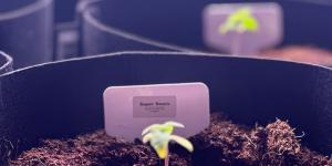 Sunshine Operations Launches Manhattan's First Licensed Cannabis Microbusiness