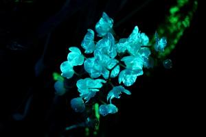 Orchid glowing at night, enhancing carbon capture efficiency.