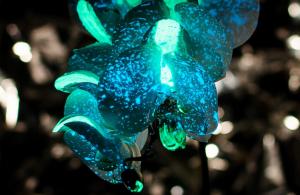 Glowing orchid petals resembling points of light in the night sky