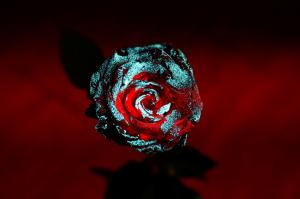 Night-glowing roses grown with local community participation, boosting carbon sequestration